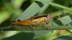 Paroxya clavuliger Tennessee 080415 by Sesamehoneytart. Used under a CC BY-SA 4.0 license.