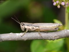 Paroxya clavuligera - inat 4771682 by {{{name}}}. Used under a CC BY-SA 4.0 license.