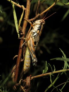 Large-headed Grasshopper - Flickr - treegrow by Katja Schulz from Washington, D. C., USA. Used under a CC BY 2.0 license.
