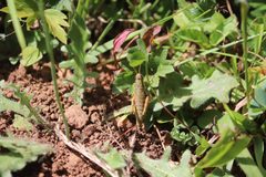 Booneacris alticola by HighFlyingFish. Used under a CC BY-SA 4.0 license.