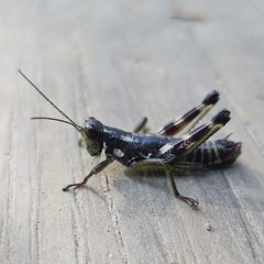 Booneacris glacialis by Will Kuhn. Used under a CC BY 4.0 license.