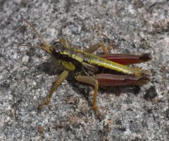 Prumnacris rainierensis P1060287a by
xpda. Used under a CC BY-SA 4.0 license.