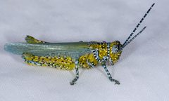 Poecilotettix pantherinus - inat 10158745 by {{{name}}}. Used under a CC BY 4.0 license.
