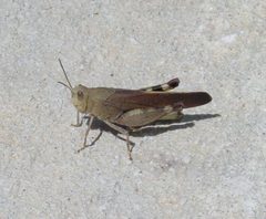 Arphia granulata by pondhawk. Used under a CC BY 2.0 license.