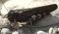 Arphia pseudonietana by JerryFriedman. Used under a CC BY-SA 3.0 license.