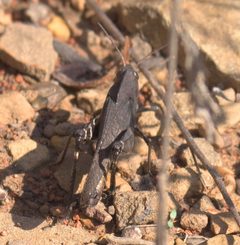 Arphia xanthoptera P1130857a by 
xpda. Used under a CC BY-SA 4.0 license.