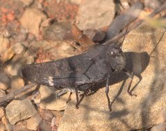 Arphia xanthoptera P1130859a by 
xpda. Used under a CC BY-SA 4.0 license.