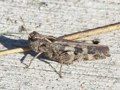 Encoptolophus costalis - inat 245729711 by {{{name}}}. Used under a CC BY 4.0 license.