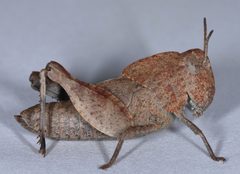 Lubberly Band-winged Grasshopper Agymnastus ingens by Don Loarie. Used under a CC BY 2.0 license.