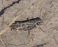Camnula pellucida - inat 56986553 by {{{name}}}. Used under a CC BY-SA 4.0 license.