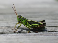 Grasshopper In Nova Scotia by Keith Pomakis. Used under a CC BY-SA 2.5 license.