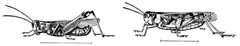 PSM V81 D472 Pellucid and the red legged locusts or grasshoppers by Unknown authorUnknown author. Used under a Public domain license.