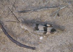 Hadrotettix trifasciatus P1470081a by 
xpda. Used under a CC BY-SA 4.0 license.