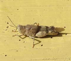 Heliastus benjamini by Francisco Farriols Sarabia. Used under a CC BY 4.0 license.