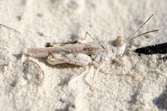 Heliastus subroseus by Justin Williams. Used under a CC BY 4.0 license.