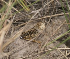 Hippiscus ocelote P1240844a by 
xpda. Used under a CC BY-SA 4.0 license.