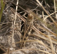 Hippiscus ocelote P1240847a by 
xpda. Used under a CC BY-SA 4.0 license.