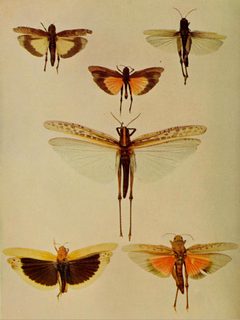 Caelifera 1904 by Unknown authorUnknown author. Used under a Public domain license.