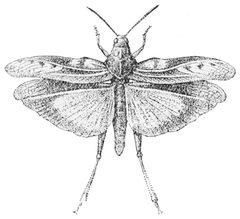 PSM V53 D686 Coral winged locust in flight by Unknown authorUnknown author. Used under a Public domain license.