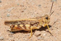 Sticthippus californicus - inat 130630813 by {{{name}}}. Used under a CC BY 4.0 license.
