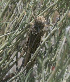 Xanthippus montanus - inat 62536351 by {{{name}}}. Used under a CC BY-SA 4.0 license.