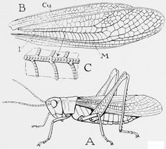 Snodgrass Mecostethus gracilis by wikipedia. Used under a Public domain license.