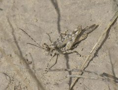 Derotmema haydenii P1510082a by
xpda. Used under a CC BY-SA 4.0 license.