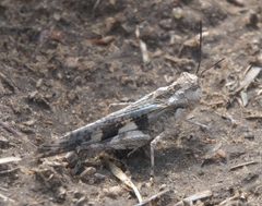 Mestobregma plattei - inat 218381118 by {{{name}}}. Used under a CC BY-SA 4.0 license.