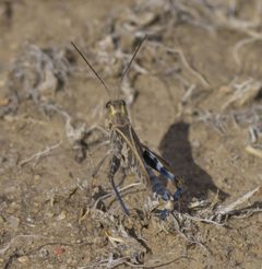 Metator pardalinus P1470381a by
xpda. Used under a CC BY-SA 4.0 license.