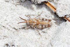Psinidia fenestralis 143701524 by Richard Stovall. Used under a CC BY 4.0 license.