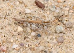 Psinidia fenestralis 314494289 by Jake McCumber. Used under a CC BY-SA 4.0 license.