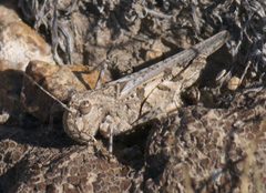 Trachyrhachys aspera - inat 62537176 by {{{name}}}. Used under a CC BY-SA 4.0 license.