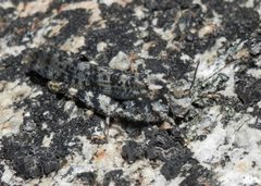 Circotettix shastanus 426679 by Justin. Used under a CC BY-SA 4.0 license.