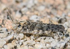 Circotettix shastanus 4390483 by Marshal Hedin. Used under a CC BY-SA 4.0 license.