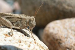 Dissosteira carolina - Carolina Grasshopper 01 by Jasper Shide. Used under a CC0 license.