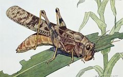 Snodgrass Dissosteira carolina by wikipedia. Used under a Public domain license.