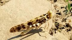 Dissosteira spurcata by Charles Swift. Used under a CC BY 4.0 license.