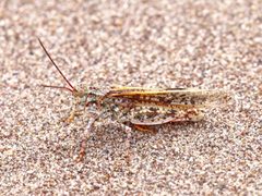 Trimerotropis agrestis by Laura Gaudette. Used under a CC BY 4.0 license.
