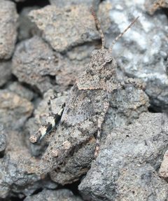 Trimerotropis cyaneipennis by Even Dankowicz. Used under a CC BY 4.0 license.