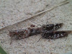 Trimerotropis huroniana by Rob Foster. Used under a CC BY 4.0 license.