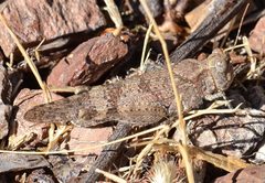 Trimerotropis occidentalis by Don Loarie. Used under a CC BY 4.0 license.