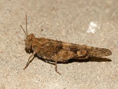 Trimerotropis pallidipennis by Sanjay Acharya. Used under a CC BY-SA 3.0 license.