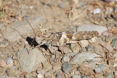 Trimerotropis pallidipennis-Male-1 by Eugene Zelenko. Used under a CC BY-SA 4.0 license.