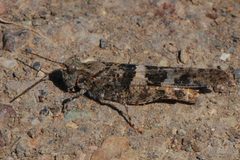 Trimerotropis pallidipennis-Male-3 by Eugene Zelenko. Used under a CC BY-SA 4.0 license.