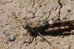 Trimerotropis pallidipennis-Male-4 by Eugene Zelenko. Used under a CC BY-SA 4.0 license.