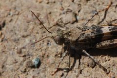Trimerotropis pallidipennis-Male-5 by Eugene Zelenko. Used under a CC BY-SA 4.0 license.
