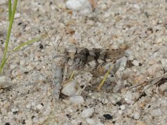 Trimerotropis pallidipennis 336396564 by Alexandria 'Alex' Wenninger. Used under a CC BY 4.0 license.