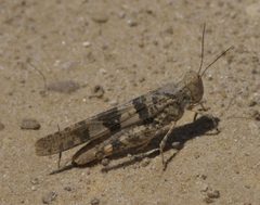 Trimerotropis pallidipennis P1470187a by 
xpda. Used under a CC BY-SA 4.0 license.