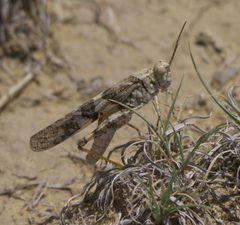 Trimerotropis pallidipennis P1470207a by 
xpda. Used under a CC BY-SA 4.0 license.