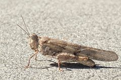 Trimerotropis pallidipennis on California sidewalk by Jengod. Used under a CC BY-SA 4.0 license.